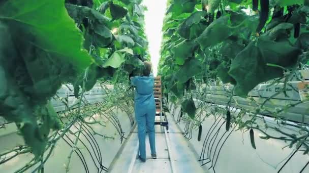 A woman works in greenhouse, collecting cucumbers. — Stock Video