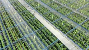 Glasshouse 'da yeşil bitkiler yetişiyor. Çiftçilik, tarım endüstrisi, tarım kavramı.