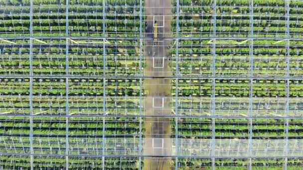 Rows with plants in big greenhouse. — Stock Video