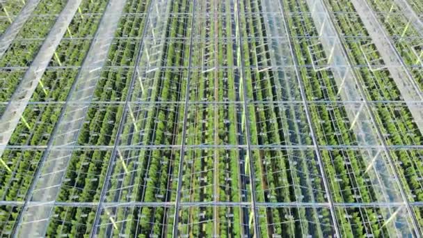 Rows with plants growing in industrial greenhouse. Farming, agricultural industry, agriculture concept. — Stock Video