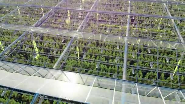 Acristalamiento transparente con plantas verdes . — Vídeos de Stock