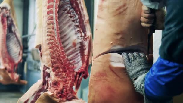 Meat processing plant. Carcass meat is getting butchered by a factory worker — Stock Video