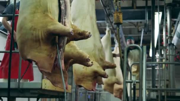 Les carcasses de porc accrochées sont déplacées par un boucher. Stockage des produits à base de viande . — Video