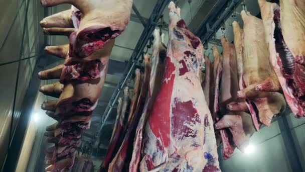 Raw meat getting ready for delivery to stores. Hung-up meat carcasses in the butchery — Stock Video