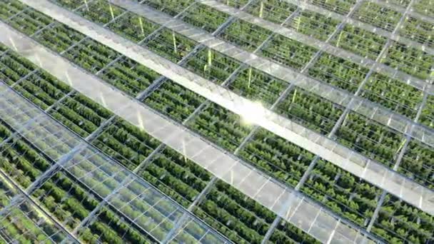 A greenhouse full of plants in rows. Industrial Greenhouses, aerial view. — Stock Video