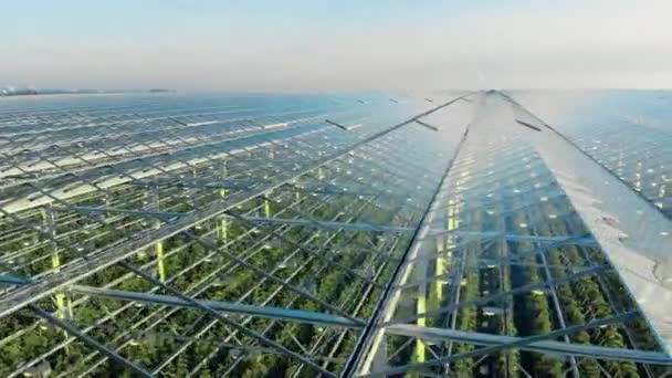 Mnoho řad s rostlinami uvnitř velkého skleníku. Zemědělství, zemědělský průmysl, koncepce zemědělství. — Stock video