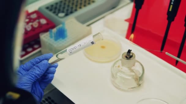 Cientistas a testar amostras de Covid-19, Coronavirus. Testes laboratoriais de uma sonda covid-19 realizada por um especialista — Vídeo de Stock