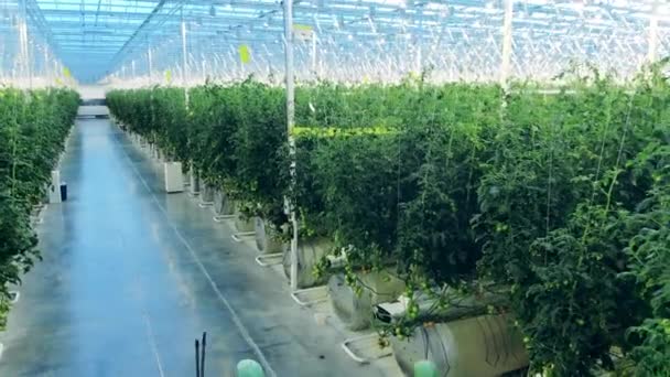 Cleaners are walking along a massive greenhouse — Stock Video