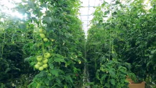Piante di pomodoro verdi legate nella serra — Video Stock