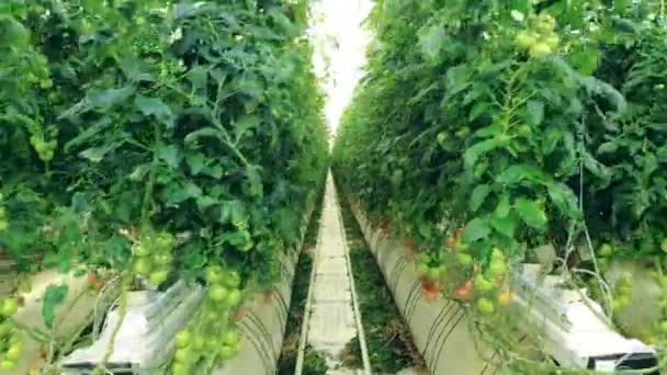 Rader av gröna tomatplantor odlade i värmehuset — Stockvideo