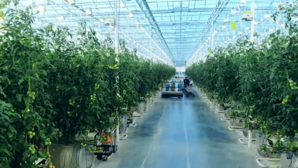 Växthusgången med lantarbetare i den — Stockvideo