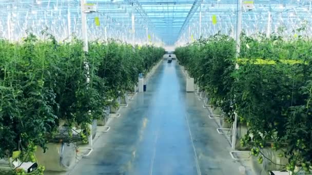 Stor växthus med gröna växter och en passage — Stockvideo