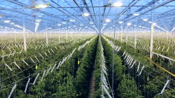 Filas de plantas verdes cultivadas en el invernadero — Vídeos de Stock