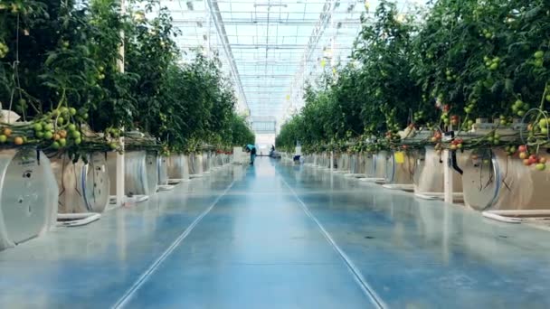 Warmhuis gevuld met groene planten en een gangpad tussen hen — Stockvideo