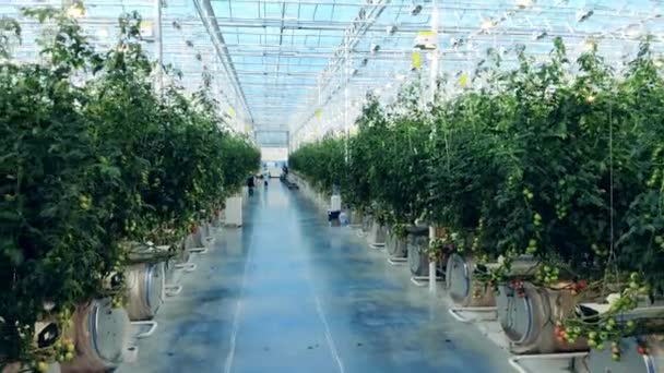 Hothouse con pomodori e un operaio che cammina da lontano — Video Stock