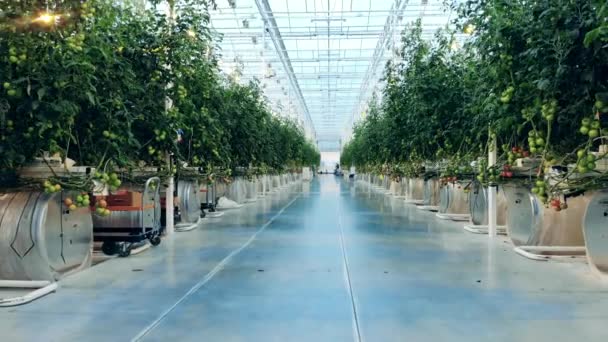 Átjáró zöld paradicsomnövények sorai között az üvegházban — Stock videók