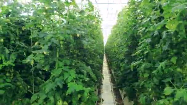 Fileiras de plantas de tomate crescendo no aquecedor — Vídeo de Stock