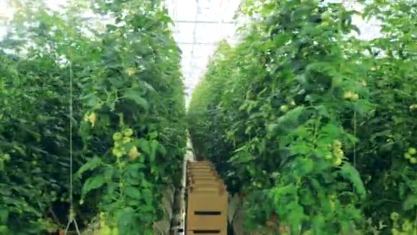 Groen met meerdere rijen gebonden tomatenplanten — Stockvideo