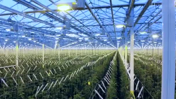 Verde con iluminación artificial y múltiples hileras de plantas — Vídeos de Stock