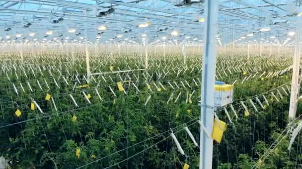 Moderno invernadero con un montón de plantas atadas — Vídeos de Stock