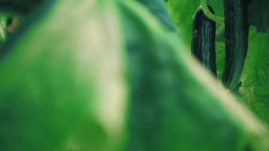 Yeşil yapraklar ve olgun salatalıklar.