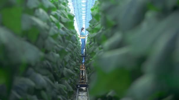 Vrouwelijke landbouwer wordt getoond door de komkommerstruiken — Stockvideo