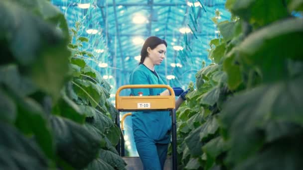 A női farmer letépi az uborkás bokrokat. — Stock videók