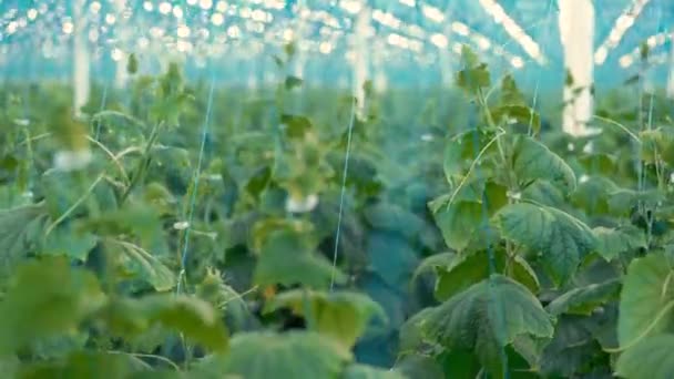 Bir cam evde bağlanmış salatalık bitkileri — Stok video