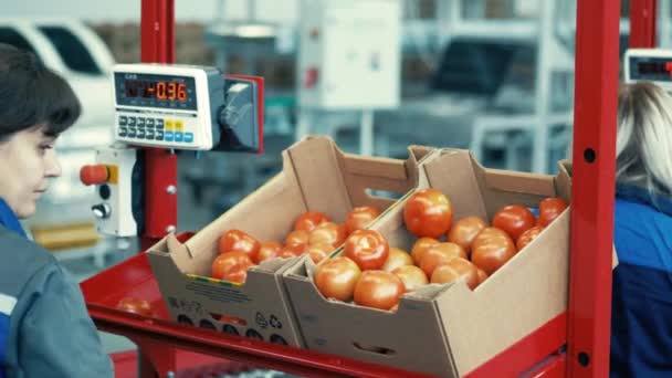 Las trabajadoras pesan cajas con tomates — Vídeo de stock
