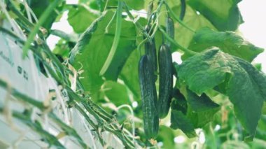 İçlerinde yeşil yapraklar ve uzun salatalıklar asılı.