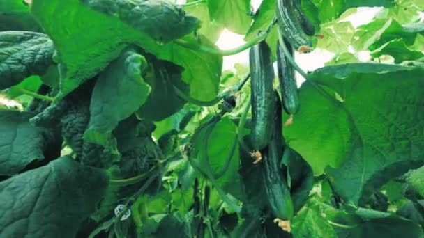 Cluster van zachte komkommers in het groene blad — Stockvideo