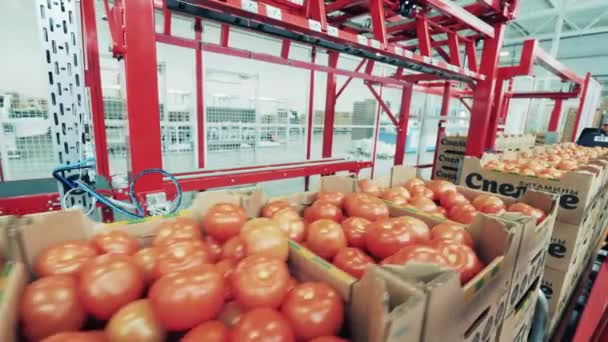 Χαρτονένια κουτιά με ντομάτες κινούνται κατά μήκος του μεταφορέα — Αρχείο Βίντεο