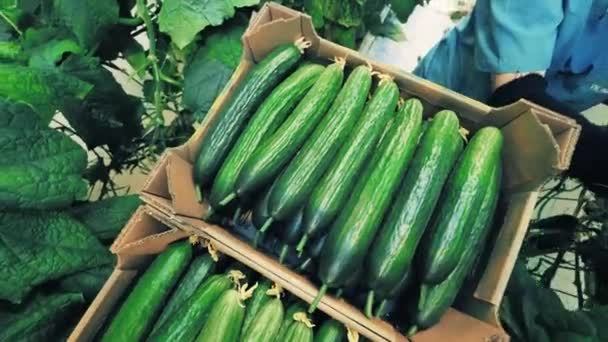 Top view of green cucumbers getting put into carton boxes — Stock Video