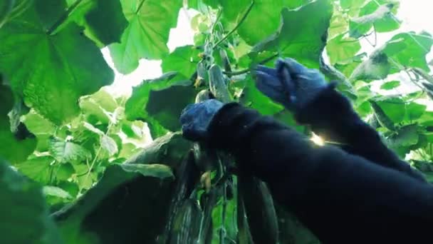 Rijpe komkommers worden afgesneden van de struiken — Stockvideo