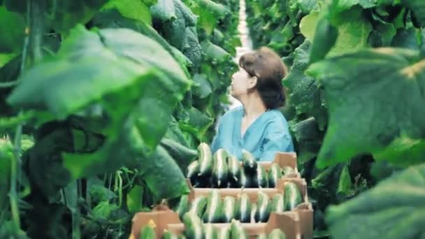 Женщина-земледелец собирает спелые огурцы в коробки. — стоковое видео
