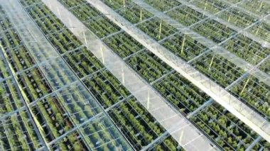 Üzerinde bitkiler olan şeffaf yeşillik alanlarının en üst görünümü