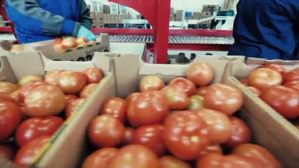 Tomatlådor mitt i sorteringsprocessen i en fabrik — Stockvideo
