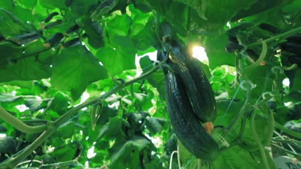 Pepinos suaves entre las hojas verdes y la luz del sol — Vídeos de Stock