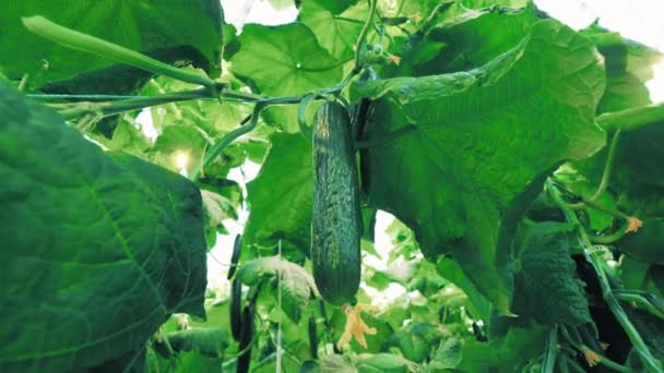 Primer plano de pepinos suaves en el follaje verde — Vídeo de stock