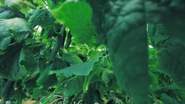 Mellow cucumbers in the green foliage — Stock Video