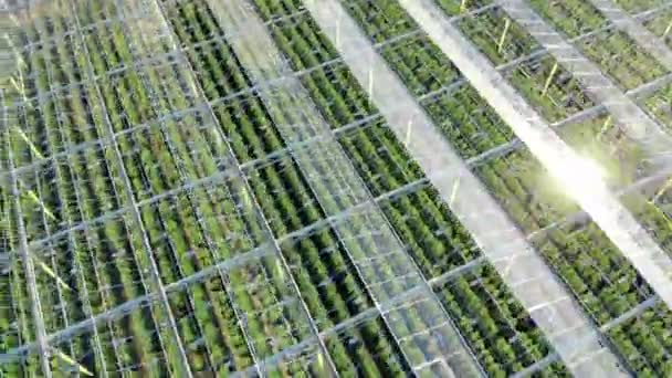 Top view of a massive greenhouse with a transparent roof — Stock Video