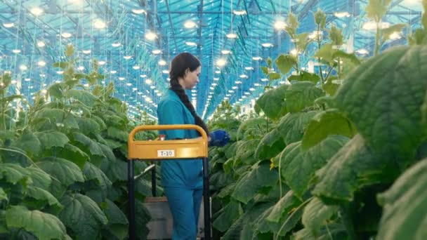Växthusgurkor odlas av en lantbrukare — Stockvideo