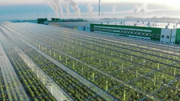 Uitzicht van bovenaf op een massief omheind groen — Stockvideo