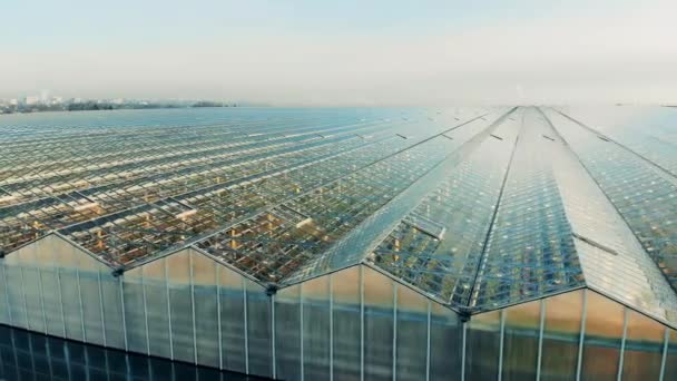 Outdoors view of a massive greenhouse complex — Stock Video
