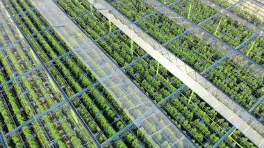 Bir cam evdeki yeşil tarlaların en üst görüntüsü