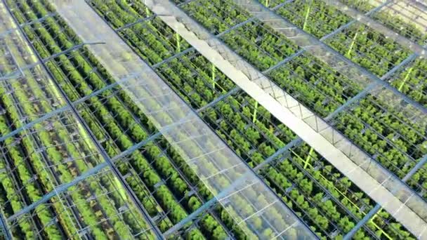 Top view of green plantations in a glasshouse — Stock Video