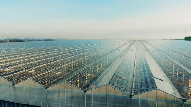 Enorme complejo de invernaderos con techo transparente — Vídeo de stock