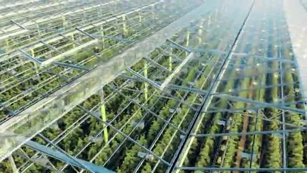 Vista superior de las plantas dentro de un complejo de vegetación transparente — Vídeos de Stock