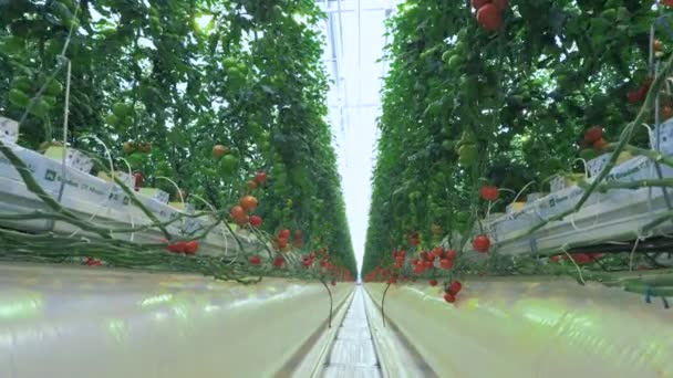 Reihen mit Tomatenpflanzen im Gewächshaus. — Stockvideo