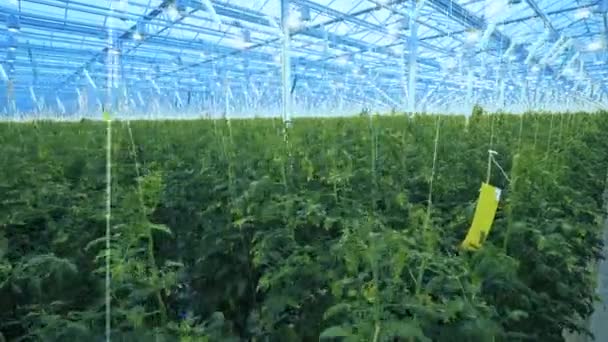 Gran invernadero con plantas de tomate . — Vídeos de Stock
